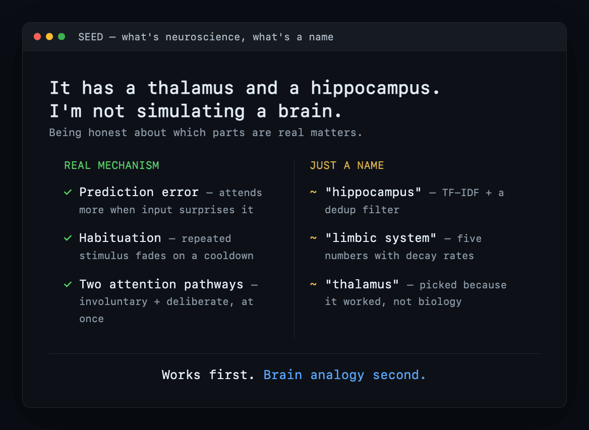 Two-column card comparing the real neuroscience mechanisms against the parts that are just a useful name.